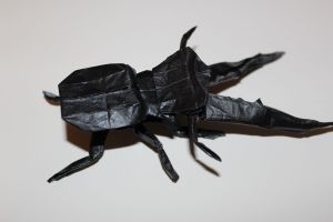 WOSK_212 - CYCLOMMATUS METALLIFER (1)