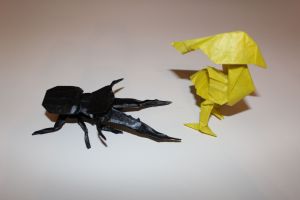 WOSK_212 - CYCLOMMATUS METALLIFER (5)