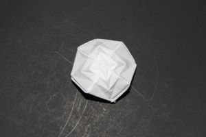 OTMCP_016 - KING POLYPOUCHES - PALMER (101)