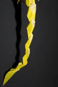 wosk_216-phoenix-103