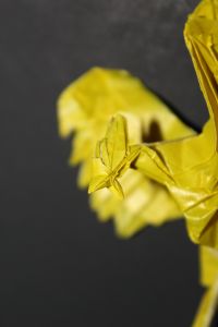 wosk_216-phoenix-107