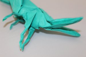 OTMCP_039 - ORIENTAL LONGHEADED LOCUST 15 DEGREES - NISHIKAWA (4)