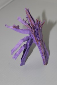 OTMCP_050 - PHALACROGNATHUS MUELLERI II - MABONA (6)