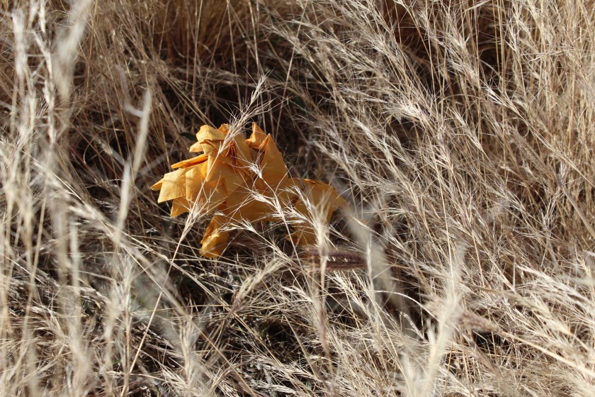 OTMCP_053 - LION - HORIGUCHI (118)