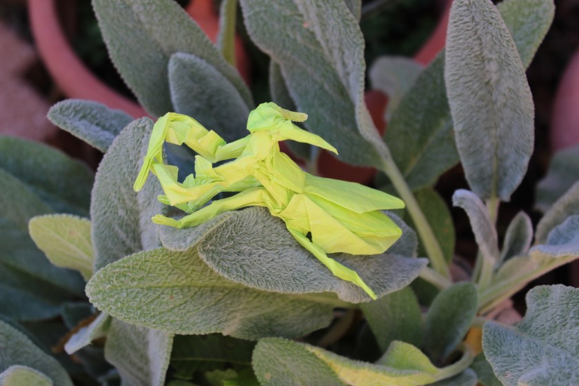 otmcp_057 - praying mantis - kamiya (115)