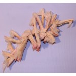 OTMCP_069 - LEAFY SEA DRAGON - KAKAMI (icon)